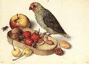 Still-Life with Pygmy Parrot dfg FLEGEL, Georg